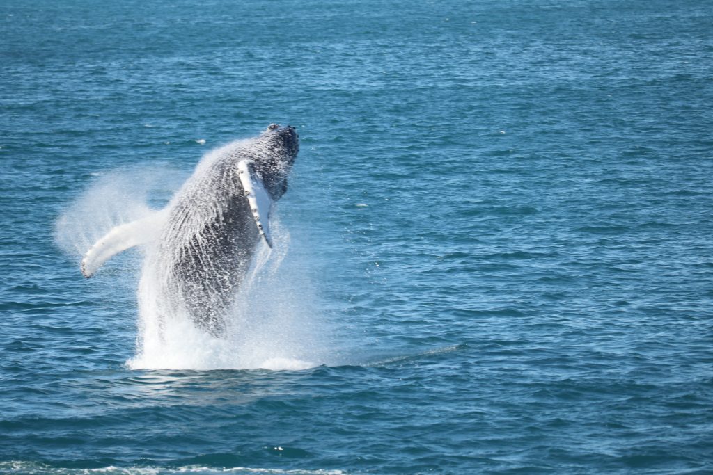 Reykjavik Sailors – Whale Watching