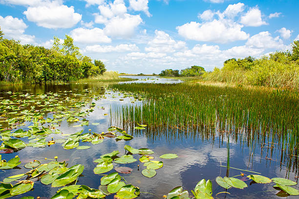 Visit Everglades National Park 